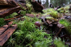 Corybas aconitiflorus
