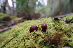 Corybas aconitiflorus