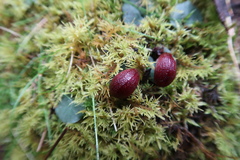 Corybas aconitiflorus
