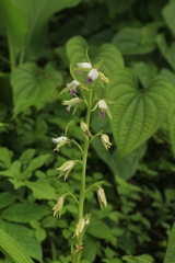 Eulophia herbacea