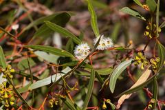 Eucalyptus gracilis