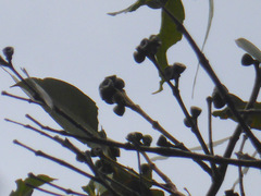Eucalyptus kitsoniana
