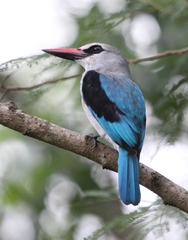 Halcyon senegalensis fuscopileus