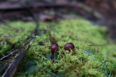 Corybas aconitiflorus