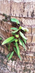 Pyrrosia adnascens