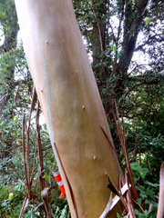 Eucalyptus kitsoniana