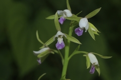 Eulophia herbacea