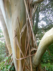 Eucalyptus kitsoniana