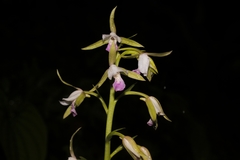 Eulophia herbacea