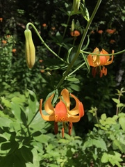 Lilium pardalinum