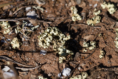 Xanthoparmelia semiviridis