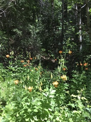 Lilium pardalinum