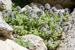 Nepeta longibracteata