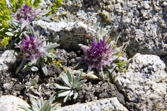 Saussurea gnaphalodes