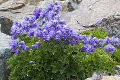 Delphinium brunonianum