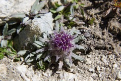 Saussurea gnaphalodes