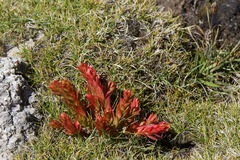 Rhodiola heterodonta