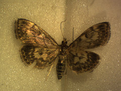 Anania coronata