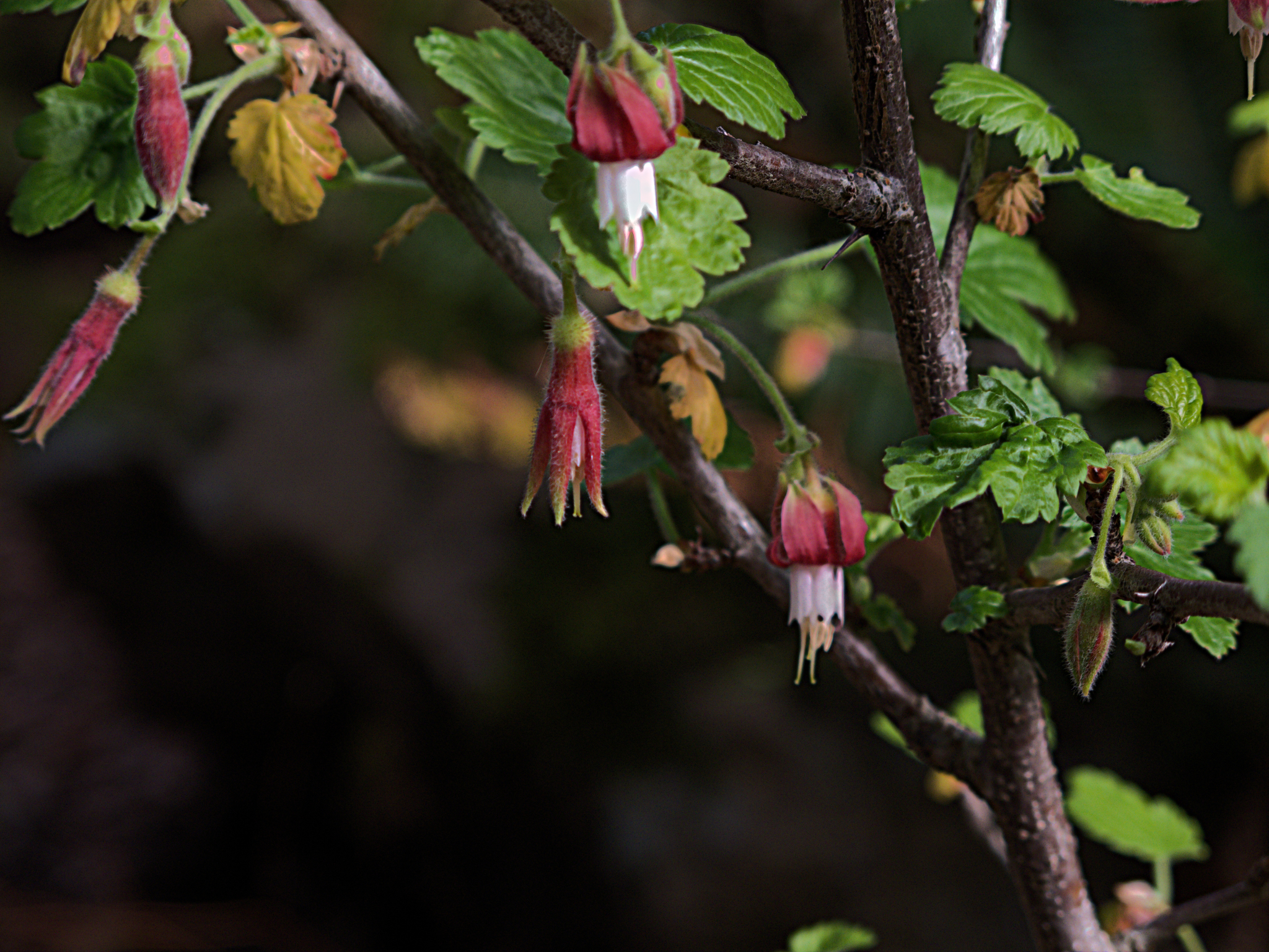 Ribes thacherianum