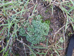 Riccia cartilaginosa