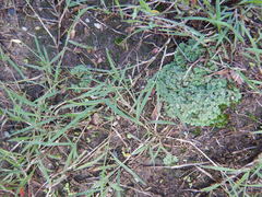 Riccia cartilaginosa