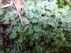 Riccia cartilaginosa