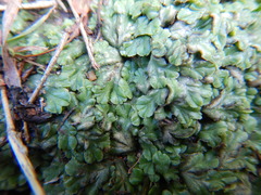 Riccia cartilaginosa