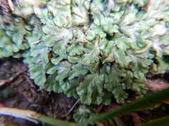 Riccia cartilaginosa