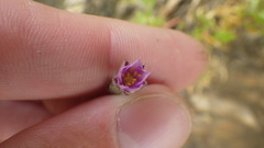 Spergularia rupicola