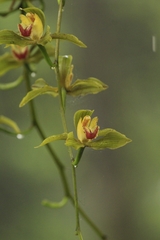 Cymbidium lowianum