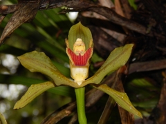 Cymbidium lowianum
