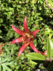 Lilium bolanderi
