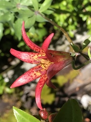Lilium bolanderi