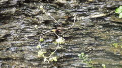 Cochlearia danica