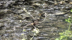 Cochlearia danica