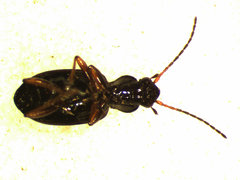 Bembidion scopulinum