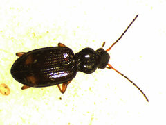 Bembidion scopulinum