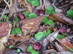Corybas fimbriatus