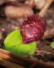 Corybas fimbriatus