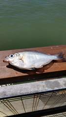 Hyperprosopon argenteum