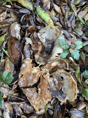 Helvella acetabulum