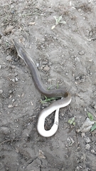 Boaedon fuliginosus