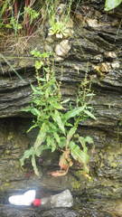 Rumex rupestris