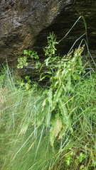 Rumex rupestris