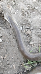 Boaedon fuliginosus