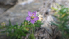 Spergularia rupicola