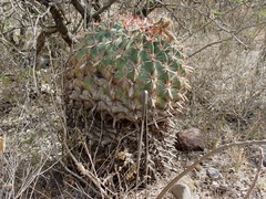 Ferocactus latispinus