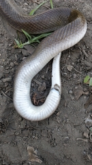 Boaedon fuliginosus