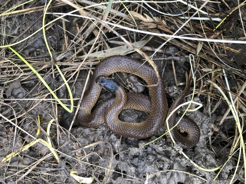 Photo of a Whip Hooded Snake (Suta flagellum)