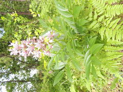 Dictamnus dasycarpus